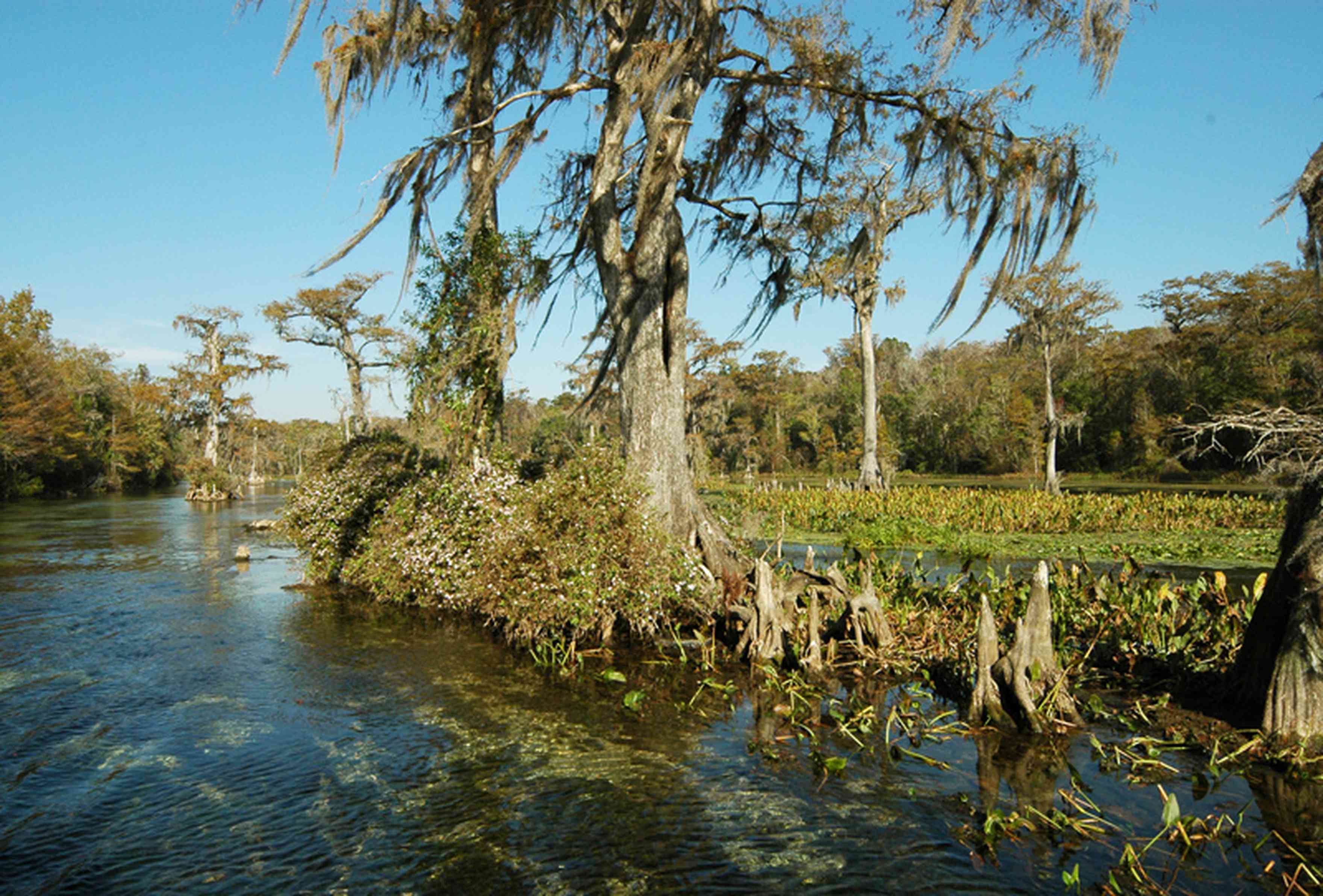 Perdido+River+Swamp_03.jpg:  cypress trees, cypress knees, spanish moss, river, marsh wetlands, forested wetlands, maritime forest , 