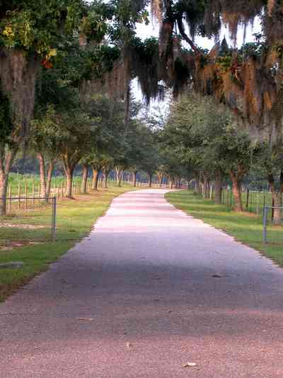 Allentown:-Hopewell-Road_03.jpg:  county road, winding road, spanish moss, narrow winding road, oak tree, pasture land, farm, farmland