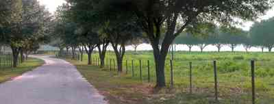 Allentown:-Hopewell-Road_08.jpg:  county road, winding road, spanish moss, narrow winding road, oak tree, pasture land, farm, farmland