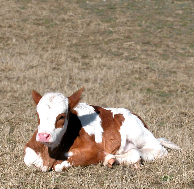 white face cattle