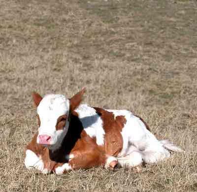 Allentown:-Mathews-Cow-Pasture_01.jpg:  calf, farm, pasture, country road, hereford, beef cattle, white face calf, 