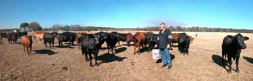 Allentown:-Mathews-Cow-Pasture_02.jpg:  beef cattle, black angus cattle, field, pasture, cows, feeding cows, farmer, steve matthews, , 
