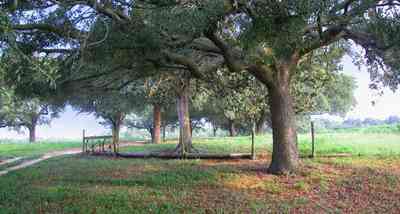 Allentown:-Mathews-Farm_01-copy.jpg:  oak tree, pasture, farmland, farmer, dirt road, winding road