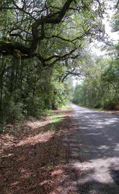 Bagdad:-Cemetery_03.jpg:  oak tree, spanish moss, country road, two-lane road, canopy of trees, dense forest, , 