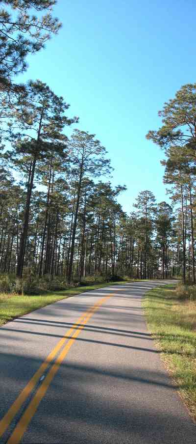 Blackwater-River-State-Park:-Pine-Forest_10.jpg:  forest, long-leaf pine tree, hearwood pine, two-lane road, country road, bracken fern
