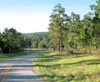 Blackwater-River-State-Park:-Pine-Forest_14.jpg:  pine tree, long leaf pines, two-lane road, country road, river basin, creek
