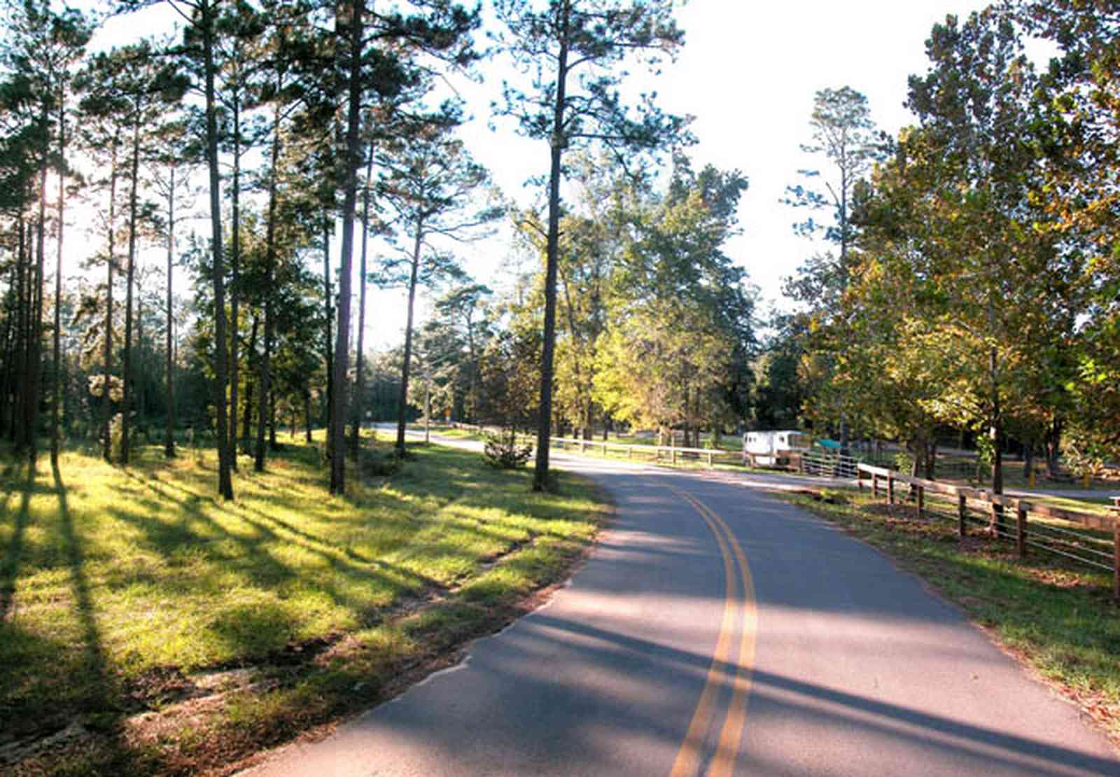 Blackwater-River-State-Park:-Pine-Forest_15.jpg:  two-lane road, country road, stables, recreational area, state park, creek, pine tree, long leaf pines