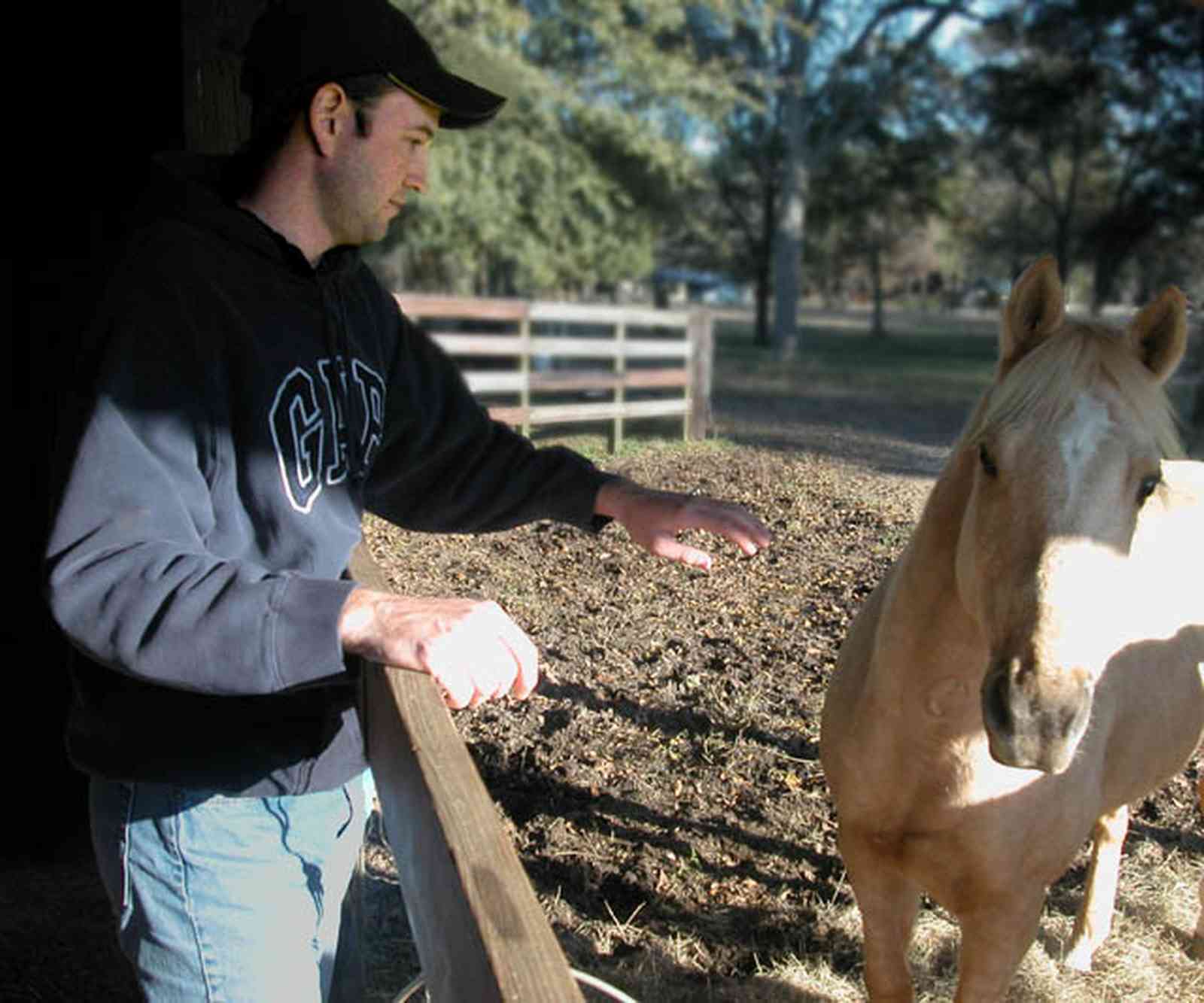 Century:-Brown-Farm_07.jpg:  horse, rodeo rider, horse, palamino horse, corral, board fence, roundup, cowboy