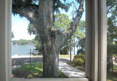 East-Hill:-2109-Whaley-Drive_18.jpg:  oak tree, screen porch, pine trees