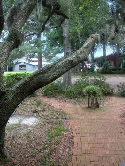 East-Pensacola-Heights:-600-Bayou-Blvd_27.jpg:  oak tree, spanish moss, brick sidewalk, marina, bayou texar