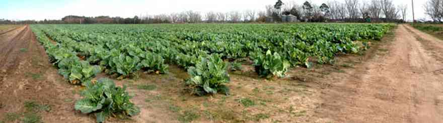 Elberta:-Heil-Farm_03.jpg:  pecan trees, dirt road, highway sign, farm, collard greens, turnip greens, farmland