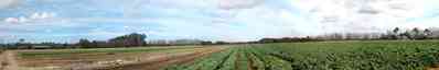 Elberta:-Heil-Farm_04.jpg:  pecan trees, dirt road, highway sign, collard greens, turnip greens,  farm, farmland