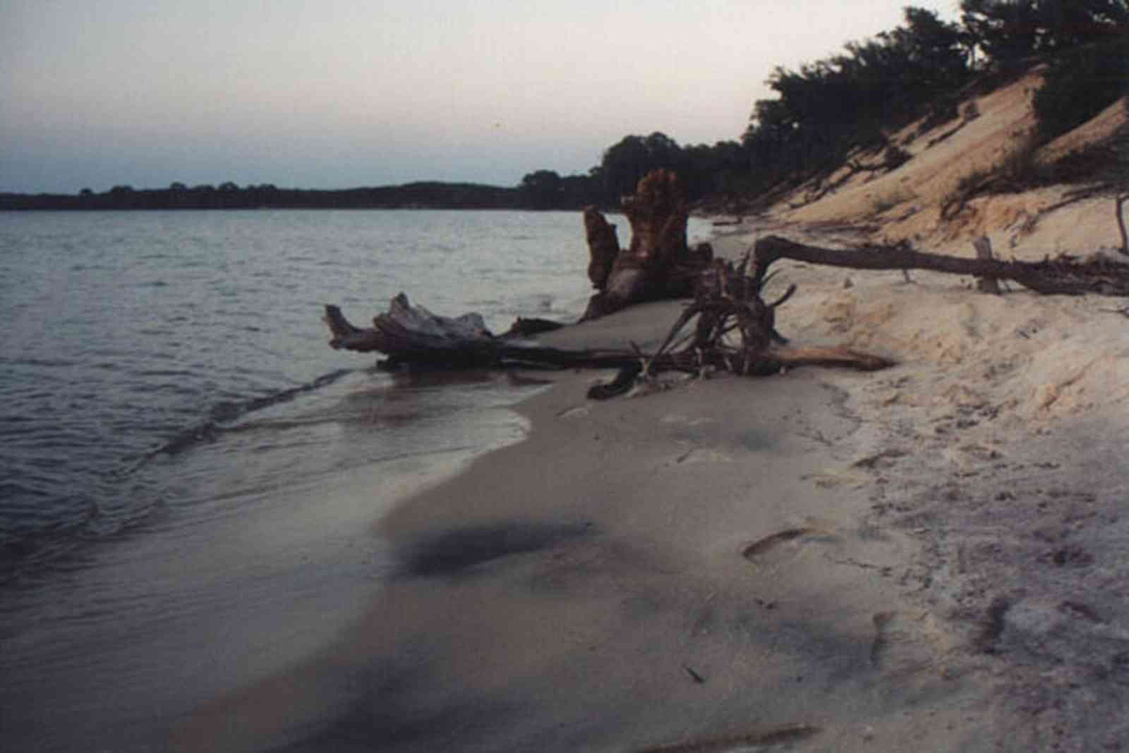 Gulf-Islands-National-Seashore:-Butcherpin-Cove_driftwood-1.jpg:  driftwood, stumps, beach, cove, pensacola bay, gulf coast, gulf of mexico, gulf breeze