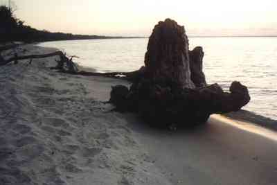 Gulf-Islands-National-Seashore:-Butcherpin-Cove_driftwood-2.jpg:  cove, driftwood, sand, beach, sunset