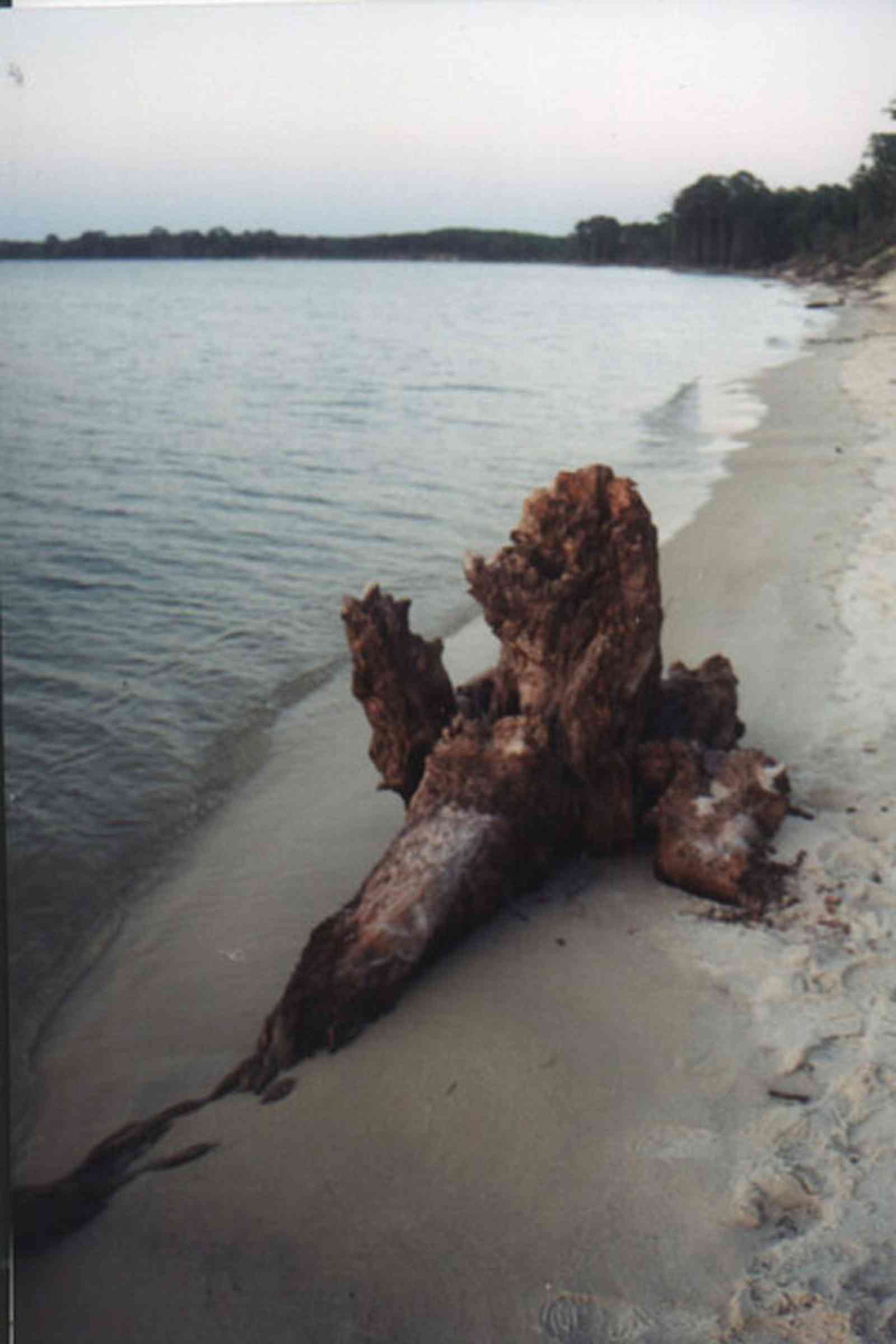 Gulf-Islands-National-Seashore:-Butcherpin-Cove_driftwood-3.jpg:  driftwood, beach, sand, sunset