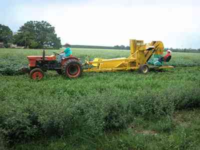 Hollandtown:-Holland-Farm:-Butterbean-Harvest_01.jpg:   farm produce, farmland, harvest, sheller, oak tree, santa rosa county, 