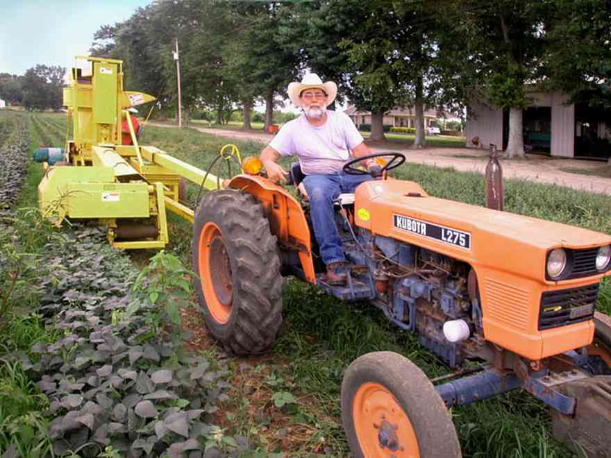 Hollandtown:-Holland-Farm:-Butterbean-Harvest_02.jpg:  farm produce, farmland, harvest, sheller, santa rosa county, truck farm, 