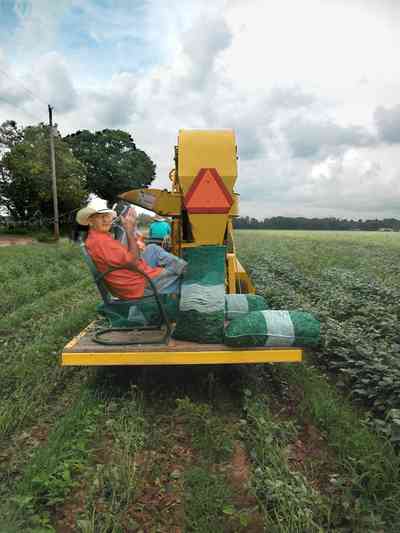 Hollandtown:-Holland-Farm:-Butterbean-Harvest_03.jpg:  farm produce, farmland, harvest, sheller, truck farm, santa rosa county, 