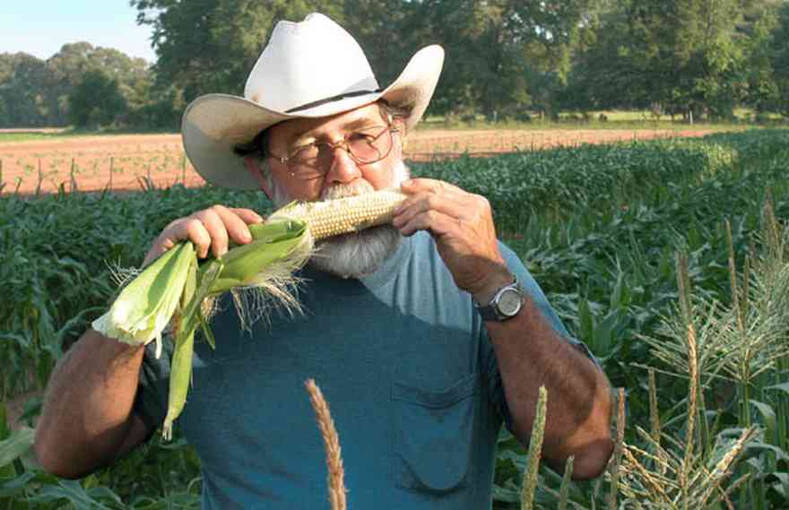 Hollandtown:-Holland-Farm:-Corn-Harvest_00a.jpg:  corn cob, cowboy hat, corn silk, farmer, corn patch, silver king corn