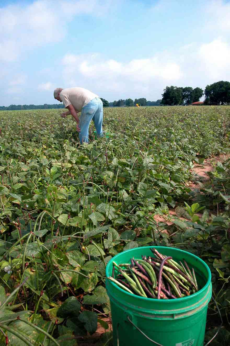 Hollandtown:-Holland-Farm:-Pea-Patch_01a.jpg:  bucket of peas, pea patch, farm, produce, row crop, field workers, farmer