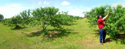 Hollandtown:-Holland-Farm:-Peach-Orchard_01.jpg:  farmland, peaches, orchard, crop, holland town, farmer