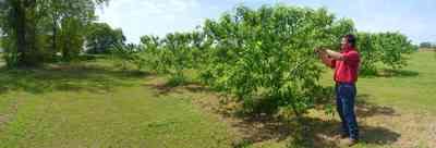 Hollandtown:-Holland-Farm:-Peach-Orchard_02.jpg:  orchard, farmer, peaches, farmland, holland town, cultivation