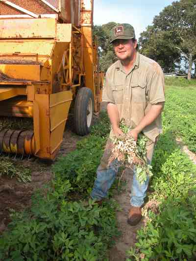 Hollandtown:-Holland-Farm:-Peanut-Picking_02.jpg:  peanut farm, farmland, harvest, boiled peanut, combine, sheller, root crop, oak tree, santa rosa county, 