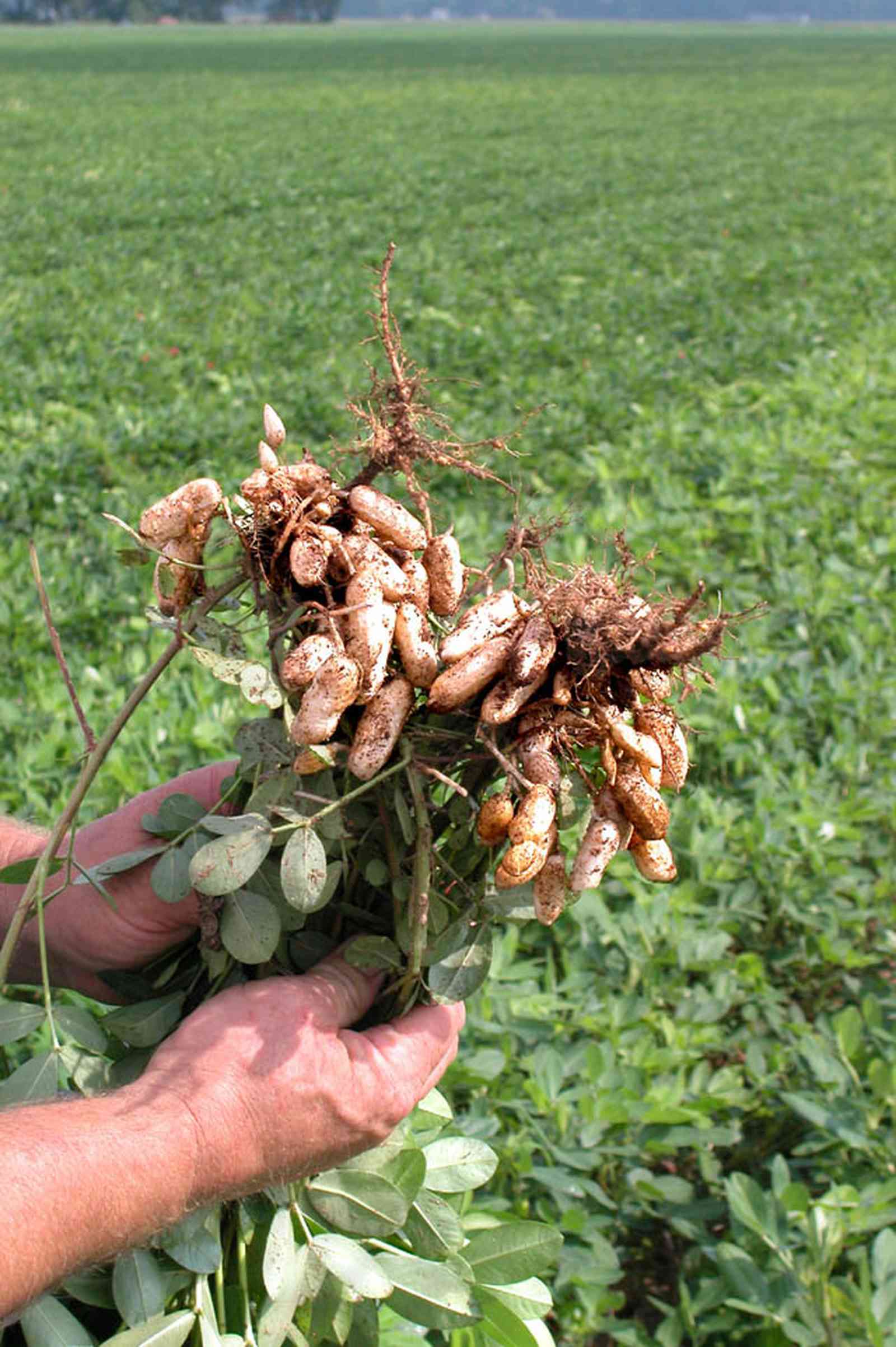 Hollandtown:-Holland-Farm:-Peanut-Picking_04.jpg:  green peanuts, fresh peanuts, root crop, crop inspection