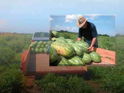 Hollandtown:-Holland-Farm:-Sales_20.jpg:  watermelons, royal star watermelon, starbright watermelon, farm, straw hat, row crops, field, cultivation, truck, trailer, pick-up truck, melon, farmer , 