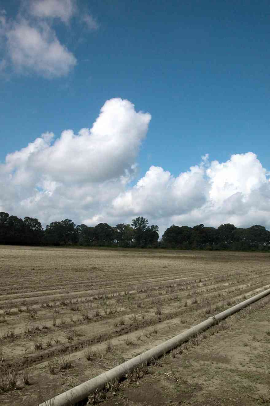 Hollandtown:-Holland-Farm:-South-Field_01.jpg:  field, farm, farmland, farmer, irrigation