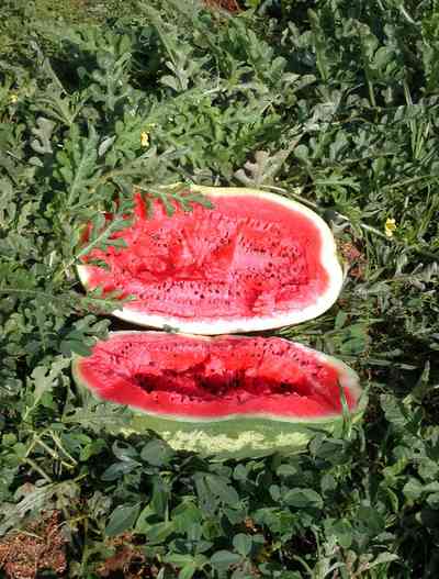 Hollandtown:-Holland-Farm:-Watermelon-Patch_000.jpg:  watermelon patch, watermelon vine, farm, harvest, 