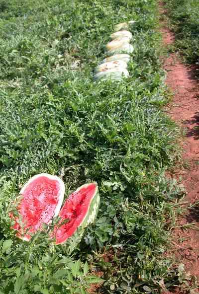 Hollandtown:-Holland-Farm:-Watermelon-Patch_00a.jpg:  watermelon patch, watermelon vine, farmland, farm, tendrils, red clay soil, 