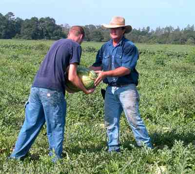 Hollandtown:-Holland-Farm:-Watermelon-Patch_01b.jpg:  watermelon patch, watermelon vine, farmer, farmland, farm worker, 