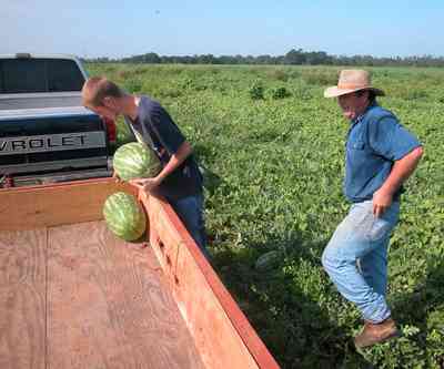 Hollandtown:-Holland-Farm:-Watermelon-Patch_02.jpg:  watermelon patch, watermelon vine, farmer, farmland, farm worker, 