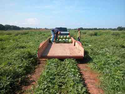 Hollandtown:-Holland-Farm:-Watermelon-Patch_02a.jpg:  watermelon patch, watermelon vine, farmer, farmland, farm worker, vines, 