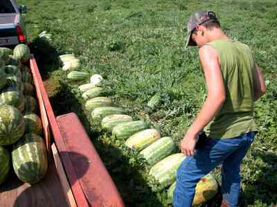 Hollandtown:-Holland-Farm:-Watermelon-Patch_02aa.jpg:  watermelon patch, watermelon vine, farmer, farmland, farm worker, 