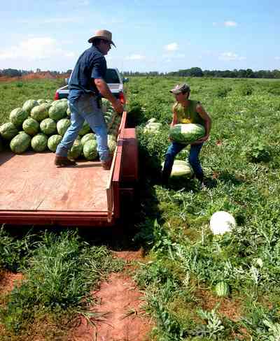 Hollandtown:-Holland-Farm:-Watermelon-Patch_02i.jpg:  watermelon patch, watermelon vine, farmer, farmland, b. j. holland, farm worker, 