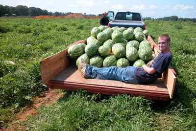 Hollandtown:-Holland-Farm:-Watermelon-Patch_02m.jpg:  watermelon patch, watermelon vine, farmer, trailor,  farmland, farm worker, watermelon seeds, 