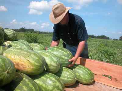 Hollandtown:-Holland-Farm:-Watermelon-Patch_02n.jpg:  watermelon patch, watermelon vine, farmer, farmland, farm worker, harvest, ripe, 
