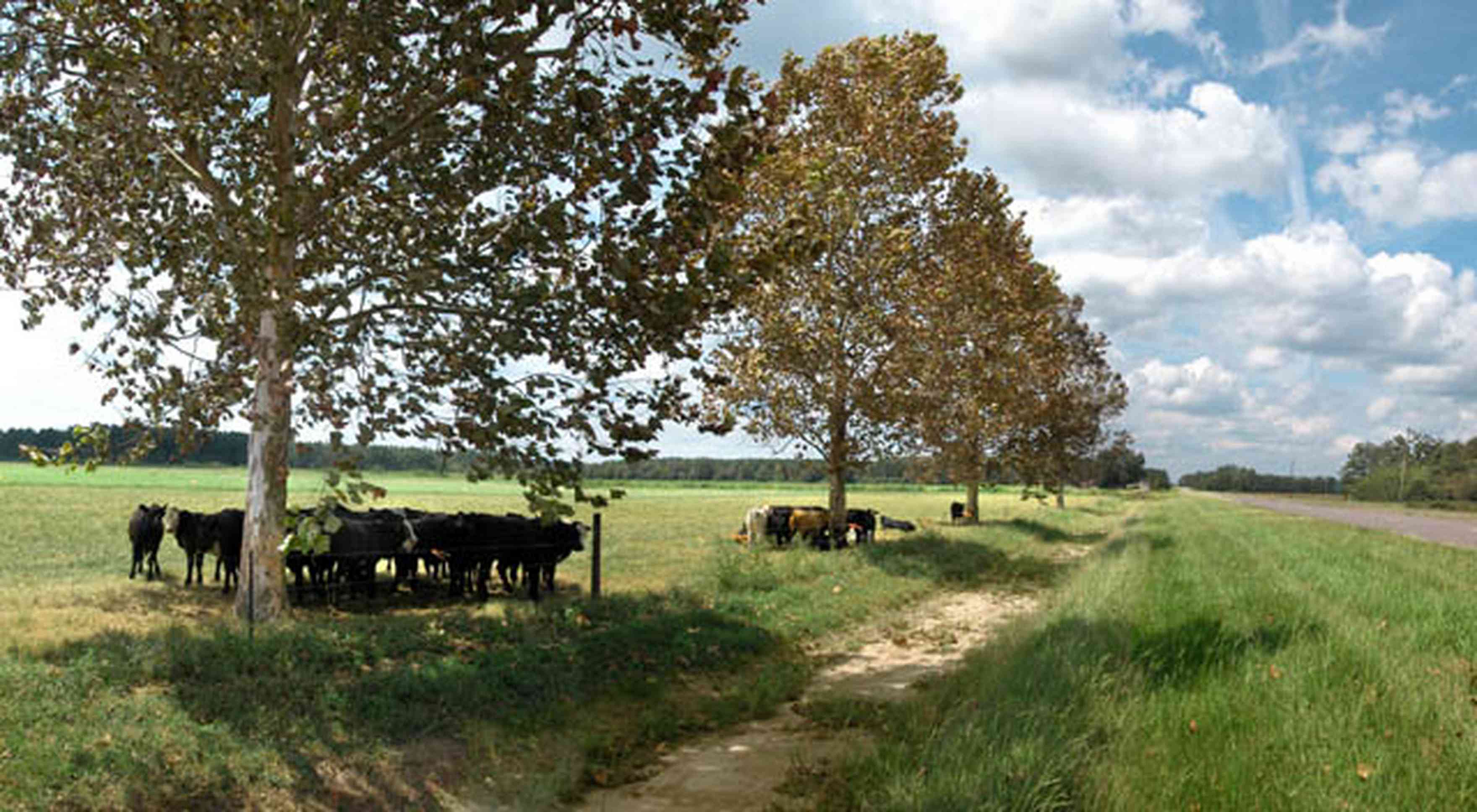 Hollandtown:-Sundance-Farm_01.jpg:  sycamore trees, cattle, cows, beef cattle, county road, fence, pasture, farm, farmers, santa rosa county
