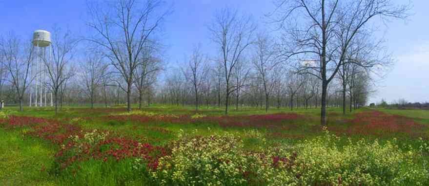 Jay:-Pecan-Orchard_01.jpg:  oak tree, cotton field, country road, farm, farmland, farm house, santa rosa county