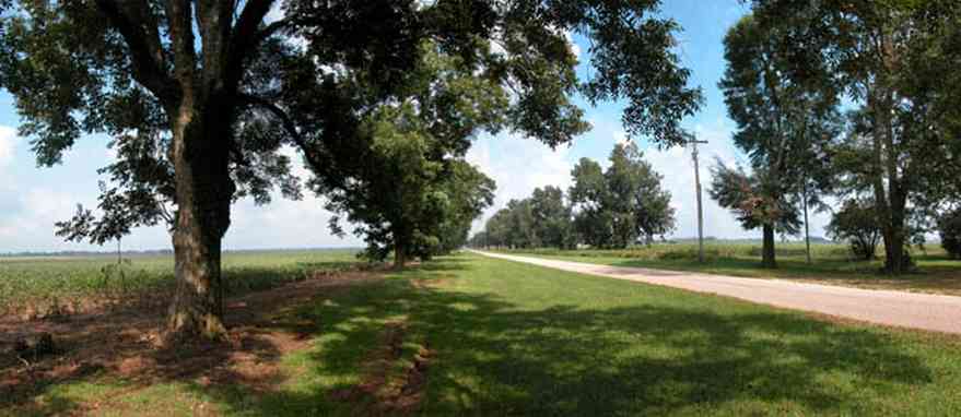 Jay:-Pine-Level-Church-Road_02.jpg:  pecan tree, cotton field, country road, two-lane road