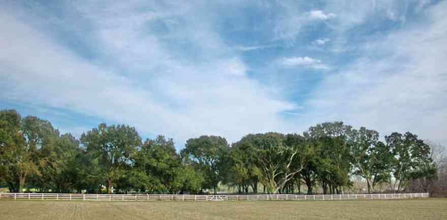 Lillian:-Lost-Bay-Horse-Farm_02a.jpg:  oak trees, farm, horse farm, farmland, board fence, horses