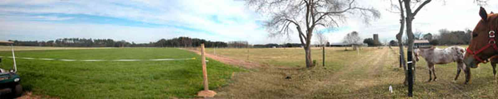 Lillian:-Lost-Bay-Horse-Farm_03.jpg:  live oak tree, pasture, paddock, farm, horse farm, riding horses