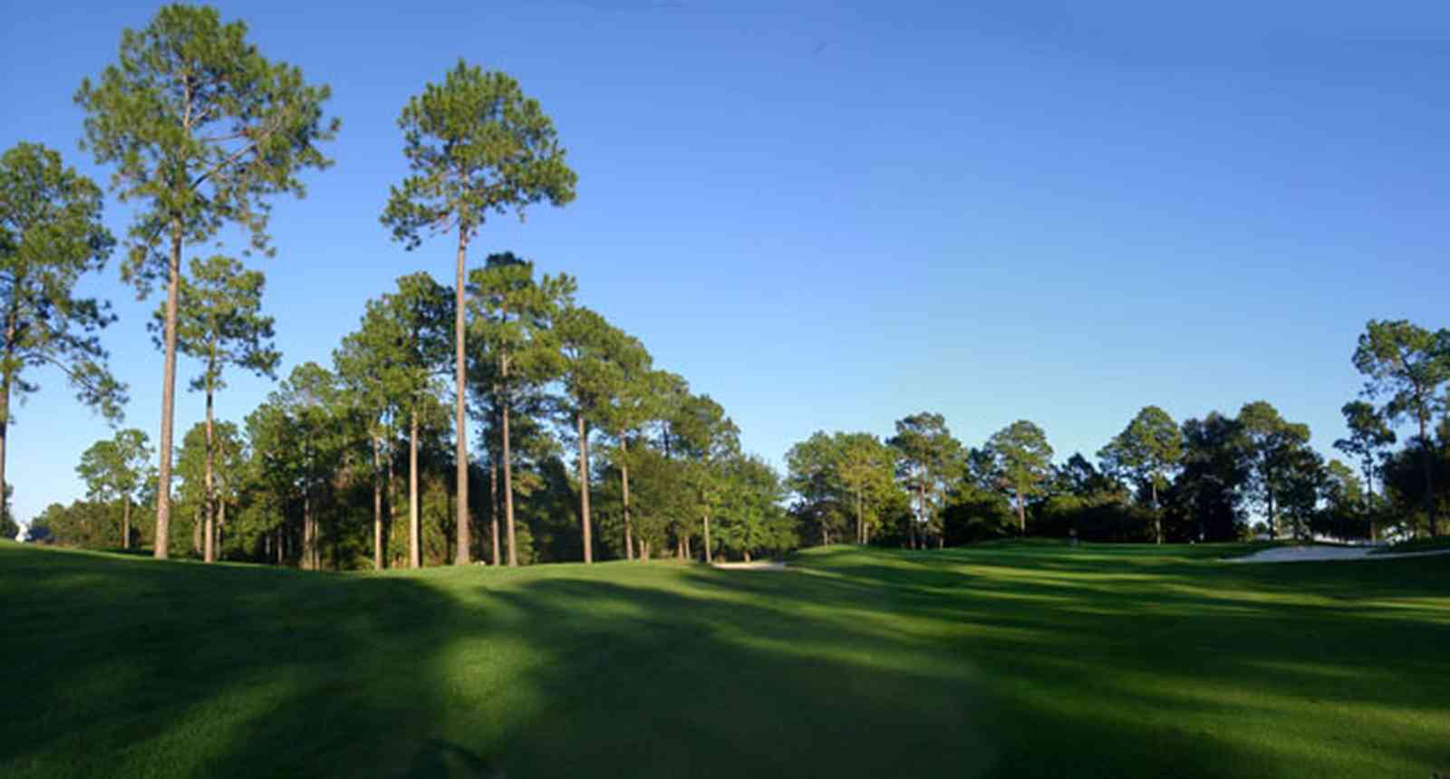 Marcus-Point:-Golf-Club_06.jpg:  fairway, green, golf, short leaf pine trees