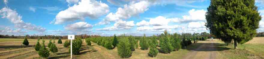 Milton:-Christmas-Tree-Farm_01.jpg:  christmas tree, fir tree, cumulus clouds, cedar tree, row of trees, dirt road