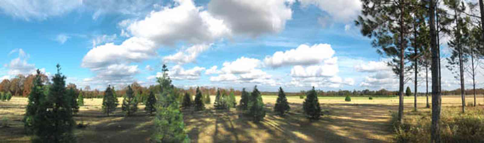 Milton:-Christmas-Tree-Farm_02.jpg:  christmas tree, fir tree, cumulus clouds, cedar tree, row of trees, dirt road