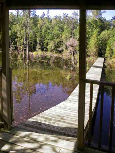 Milton:-Pond-Creek_03.jpg:  plant preserve, deck, pier, gazebo, swamp, marsh, pine trees, cypress trees, white cedar tree, pond