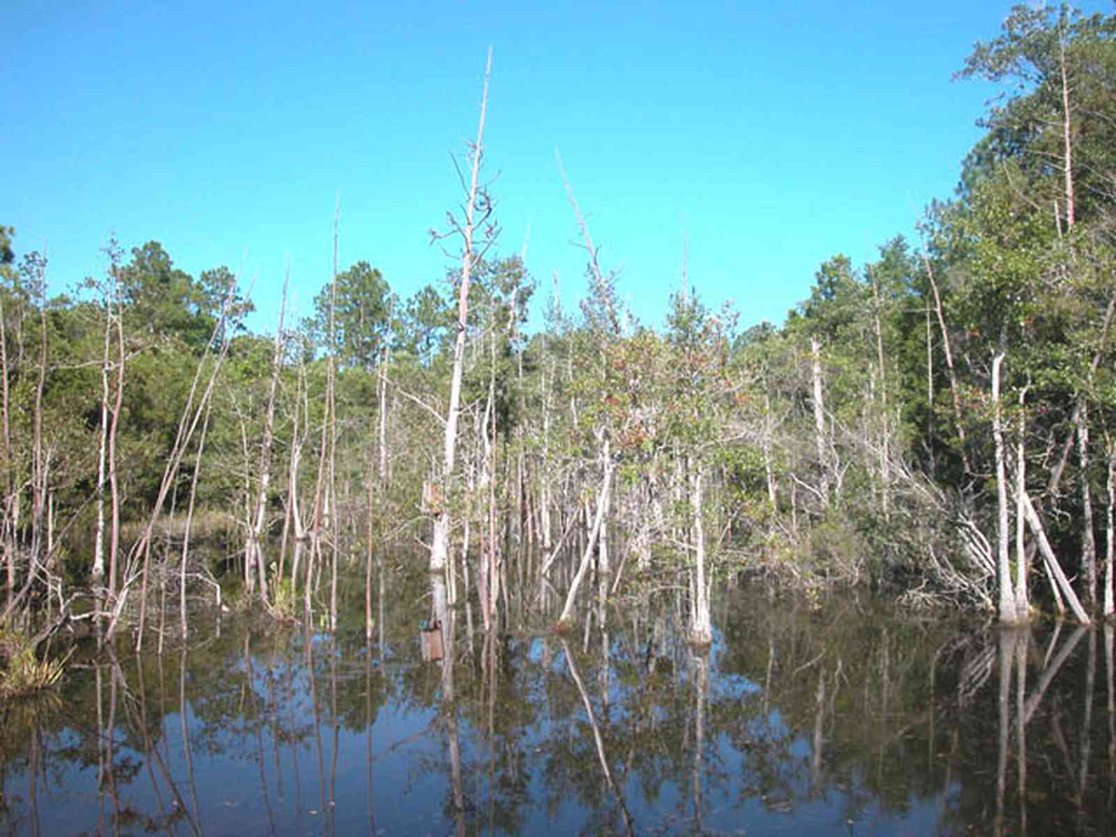 Milton:-Pond-Creek_04.jpg:  cypress swamp, pond, creek, marsh, pine trees