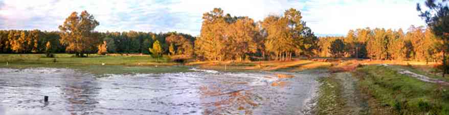 Milton:-Stewart-Farm_01.jpg:  fish farm, pond, levee, oak trees, lake, catfish pond, shrimp pond, prawns